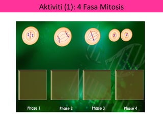 Aktiviti (1): 4 Fasa Mitosis
 