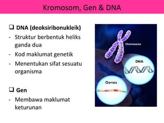 Kromosom, Gen & DNA

 DNA (deoksiribonukleik)
- Struktur berbentuk heliks
  ganda dua
- Kod maklumat genetik
- Menentukan sifat sesuatu
  organisma

 Gen
- Membawa maklumat
  keturunan
 