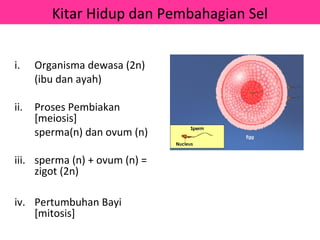 Kitar Hidup dan Pembahagian Sel


i.    Organisma dewasa (2n)
      (ibu dan ayah)

ii.   Proses Pembiakan
      [meiosis]
      sperma(n) dan ovum (n)

iii. sperma (n) + ovum (n) =
     zigot (2n)

iv. Pertumbuhan Bayi
    [mitosis]
 