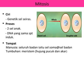 Mitosis

 Ciri
  - Genetik sel seiras.
 Proses
  - 2 sel anak.
  - DNA yang sama spt
  induk.
 Tempat
  Manusia: seluruh badan iaitu sel soma@sel badan
  Tumbuhan: meristem (hujung pucuk dan akar)
 
