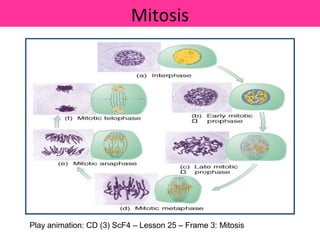 Mitosis




Play animation: CD (3) ScF4 – Lesson 25 – Frame 3: Mitosis
 