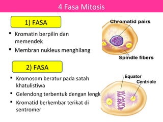 4 Fasa Mitosis
     1) FASA
 Kromatin berpilin dan
  memendek
 Membran nukleus menghilang

     2) FASA
 Kromosom beratur pada satah
  khatulistiwa
 Gelendong terbentuk dengan lengkap
 Kromatid berkembar terikat di
  sentromer
 