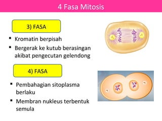 4 Fasa Mitosis

      3) FASA
 Kromatin berpisah
 Bergerak ke kutub berasingan
  akibat pengecutan gelendong

       4) FASA

 Pembahagian sitoplasma
  berlaku
 Membran nukleus terbentuk
  semula
 