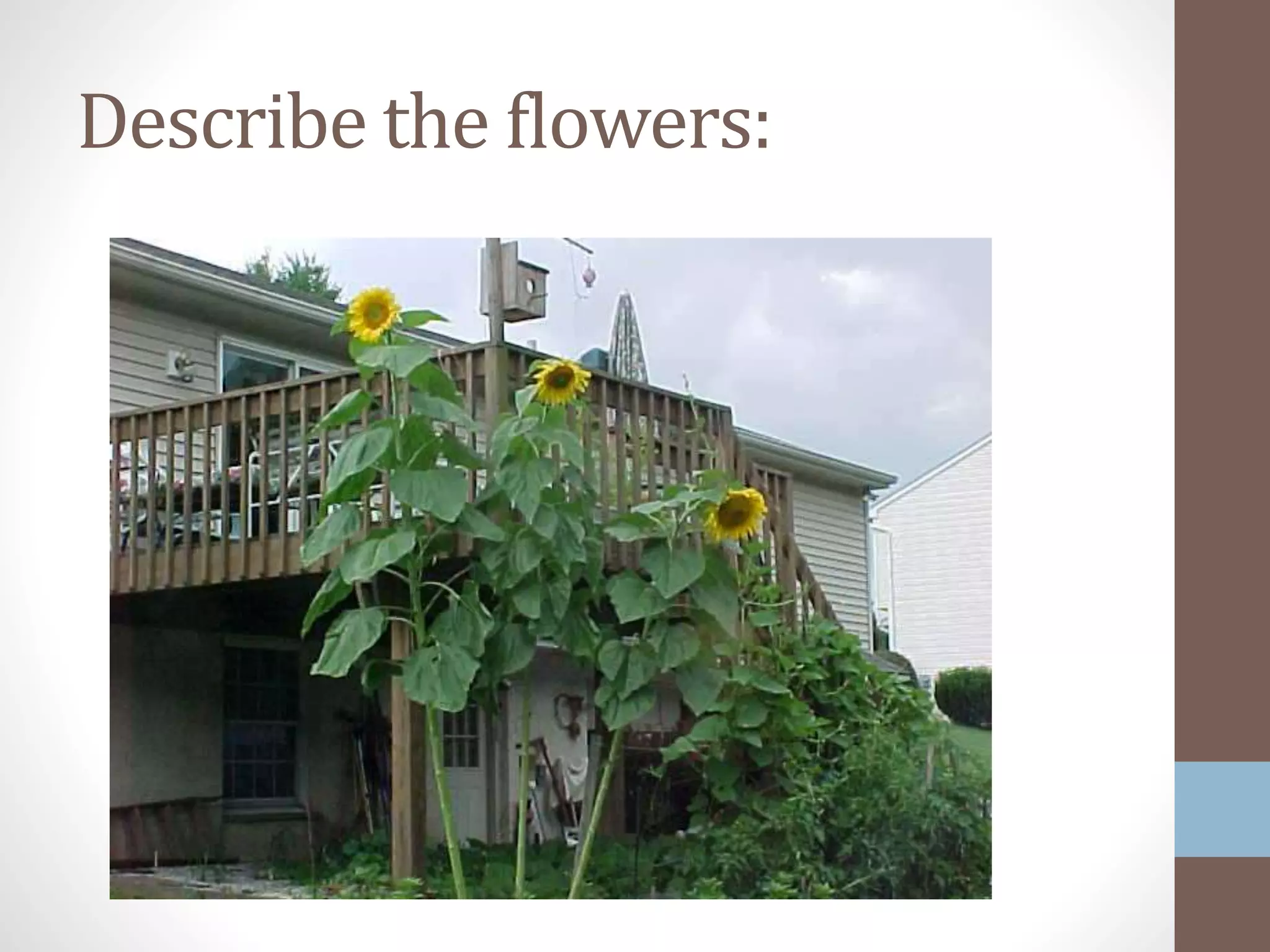 Describe the flowers:
 