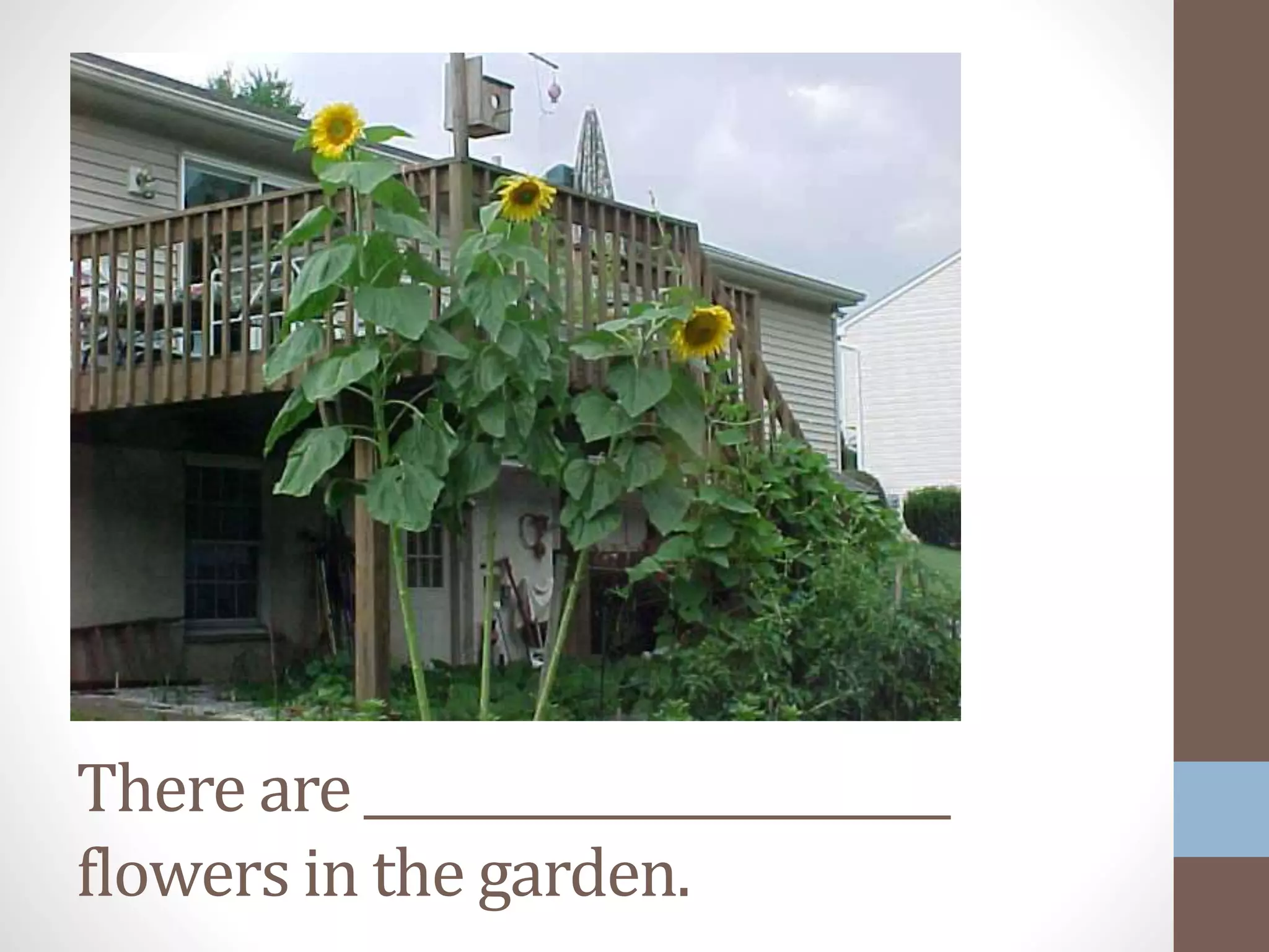 There are ________________________
flowers in the garden.
 