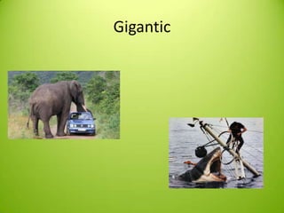 Gigantic
