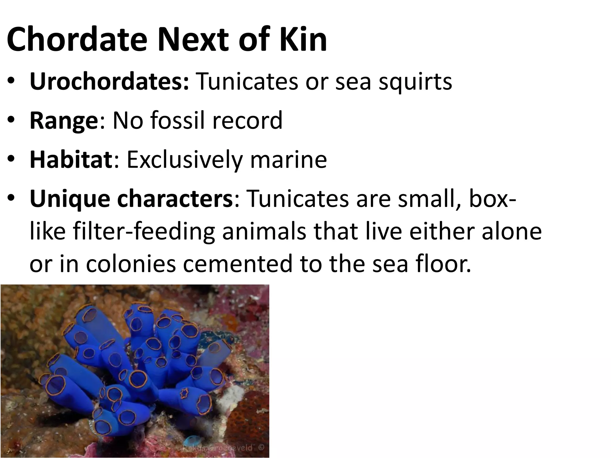 Chordate Next of Kin 
•Urochordates: Tunicates or sea squirts 
•Range: No fossil record 
•Habitat: Exclusively marine 
•Unique characters: Tunicates are small, box- like filter-feeding animals that live either alone or in colonies cemented to the sea floor.  