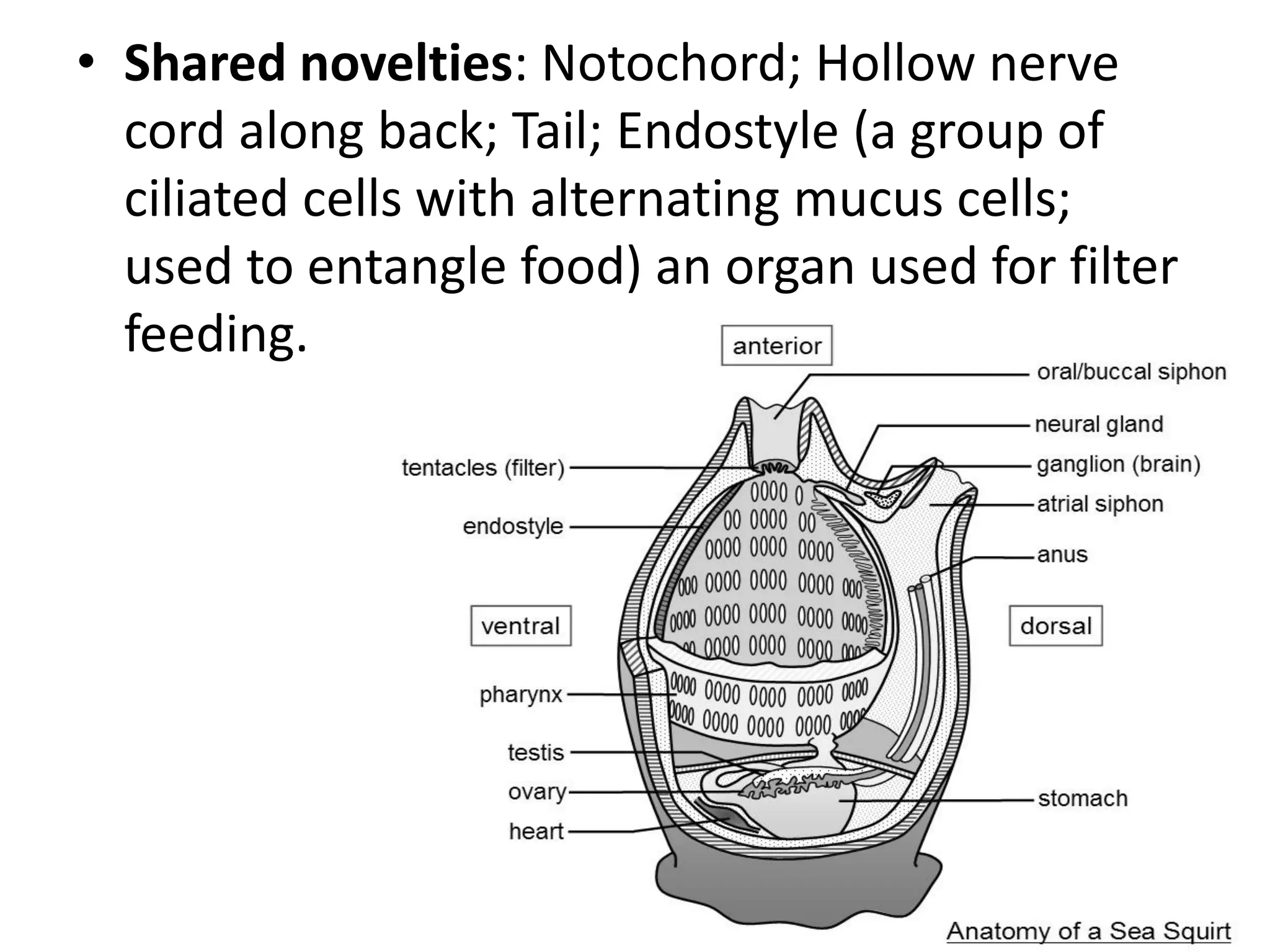 •Shared novelties: Notochord; Hollow nerve cord along back; Tail; Endostyle (a group of ciliated cells with alternating mucus cells; used to entangle food) an organ used for filter feeding.  