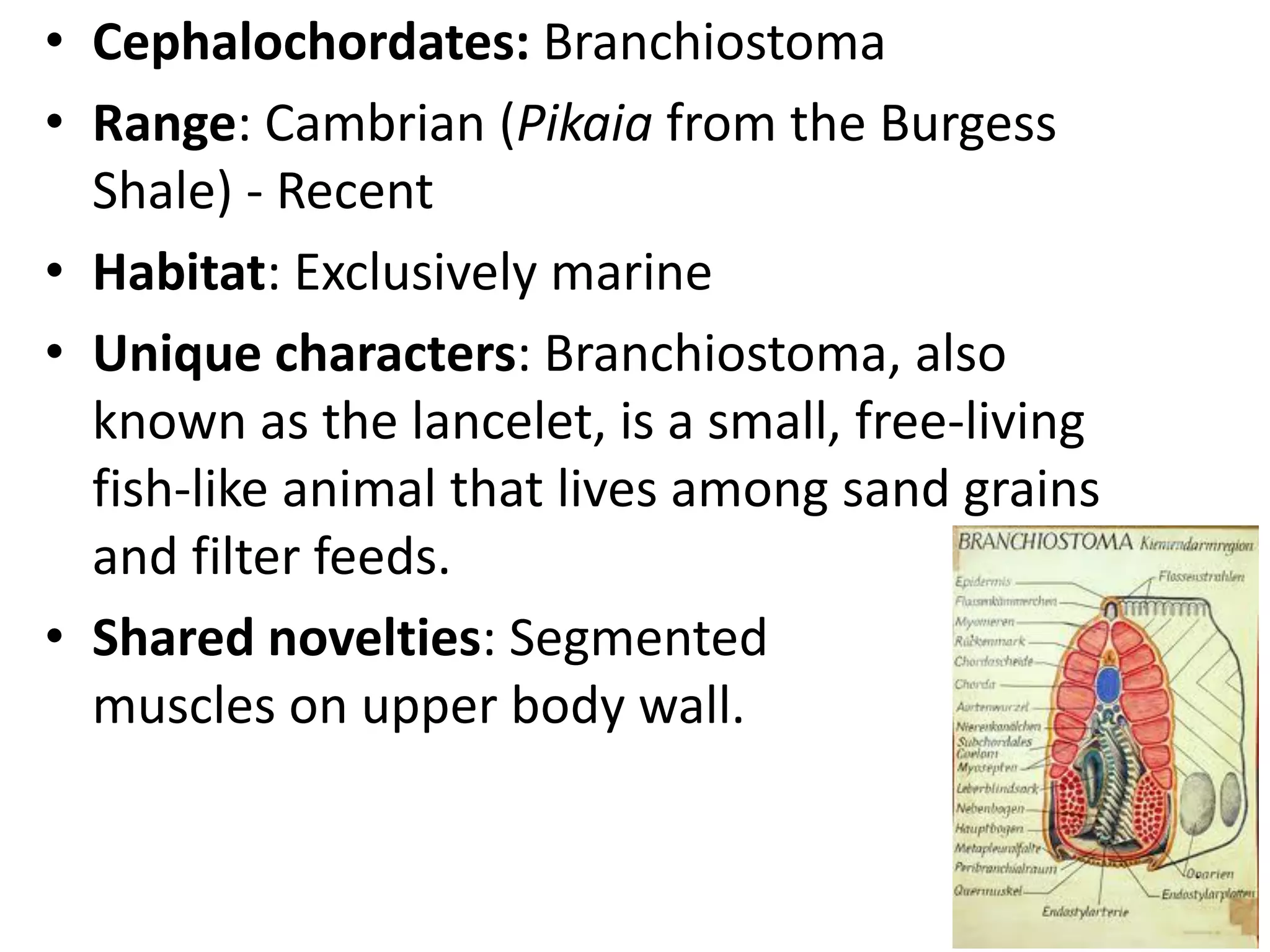 •Cephalochordates: Branchiostoma 
•Range: Cambrian (Pikaia from the Burgess Shale) - Recent 
•Habitat: Exclusively marine 
•Unique characters: Branchiostoma, also known as the lancelet, is a small, free-living fish-like animal that lives among sand grains and filter feeds. 
•Shared novelties: Segmented muscles on upper body wall.  