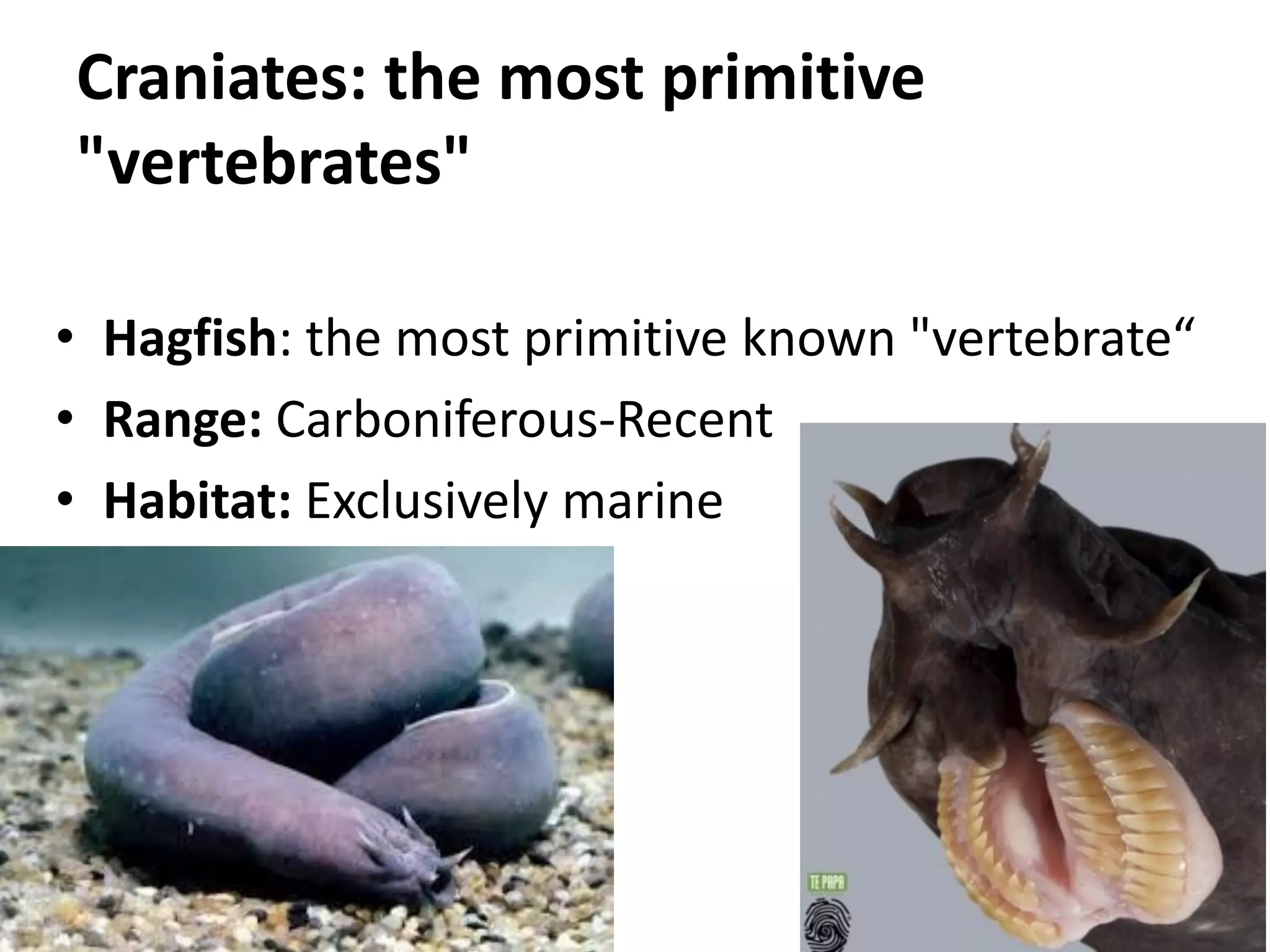 Craniates: the most primitive "vertebrates" 
•Hagfish: the most primitive known "vertebrate“ 
•Range: Carboniferous-Recent 
•Habitat: Exclusively marine  