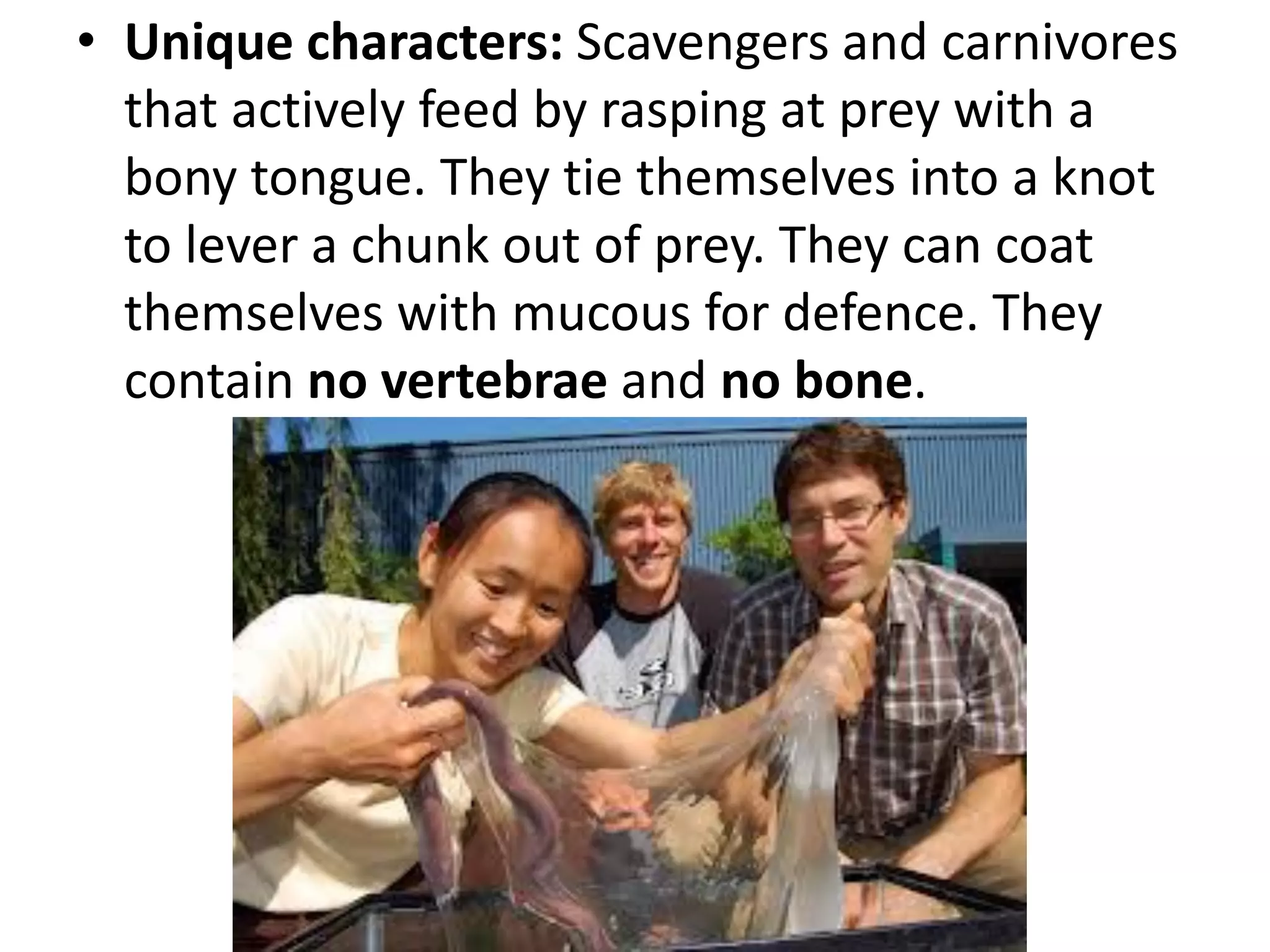 •Unique characters: Scavengers and carnivores that actively feed by rasping at prey with a bony tongue. They tie themselves into a knot to lever a chunk out of prey. They can coat themselves with mucous for defence. They contain no vertebrae and no bone. 
 