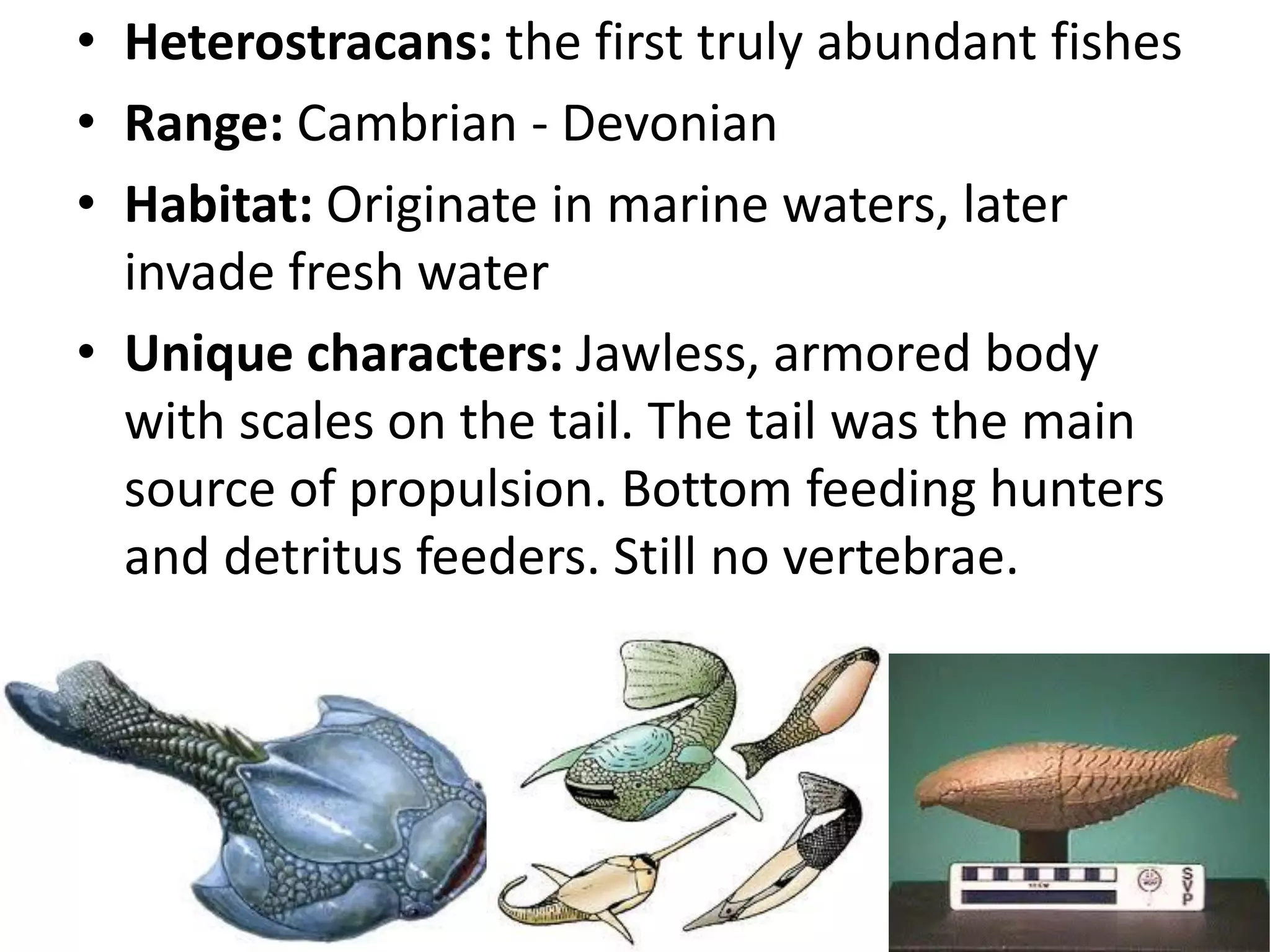 •Heterostracans: the first truly abundant fishes 
•Range: Cambrian - Devonian 
•Habitat: Originate in marine waters, later invade fresh water 
•Unique characters: Jawless, armored body with scales on the tail. The tail was the main source of propulsion. Bottom feeding hunters and detritus feeders. Still no vertebrae.  