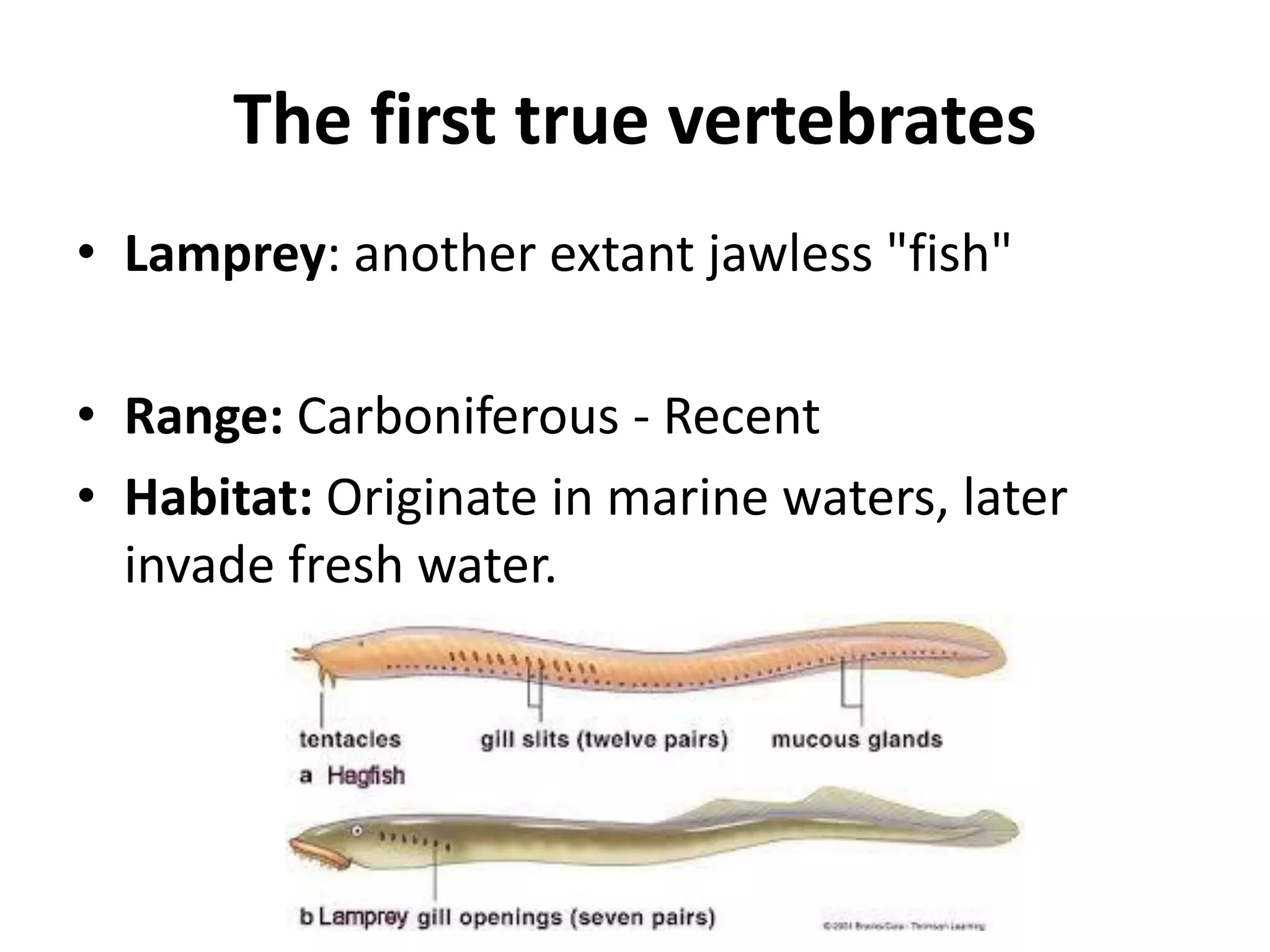 The first true vertebrates 
•Lamprey: another extant jawless "fish" 
•Range: Carboniferous - Recent 
•Habitat: Originate in marine waters, later invade fresh water. 
 