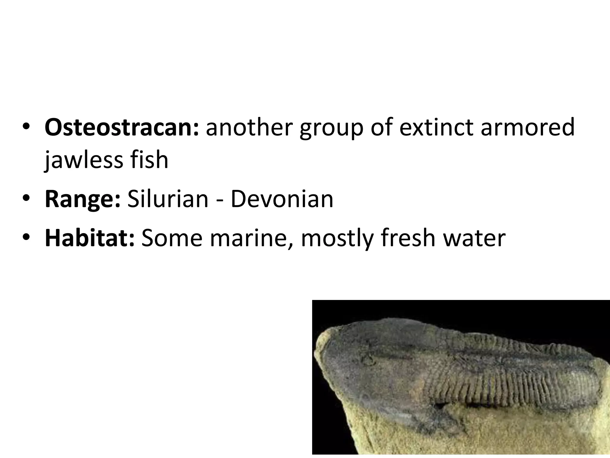 •Osteostracan: another group of extinct armored jawless fish 
•Range: Silurian - Devonian 
•Habitat: Some marine, mostly fresh water  