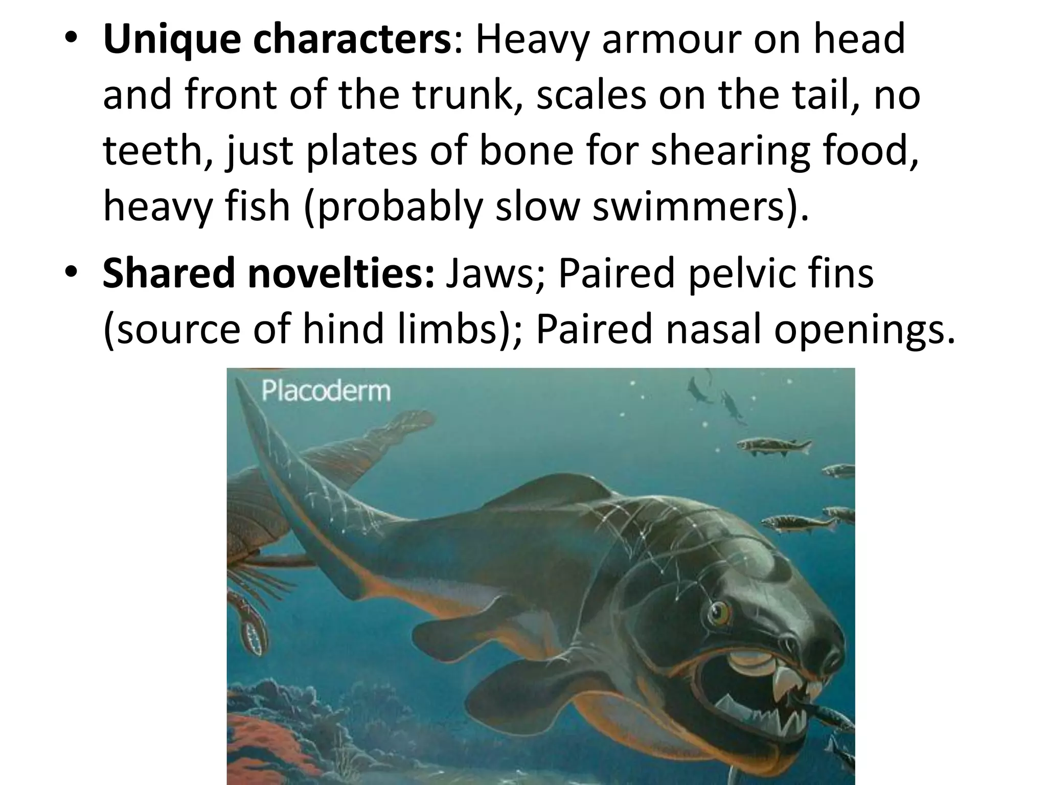 •Unique characters: Heavy armour on head and front of the trunk, scales on the tail, no teeth, just plates of bone for shearing food, heavy fish (probably slow swimmers). 
•Shared novelties: Jaws; Paired pelvic fins (source of hind limbs); Paired nasal openings.  