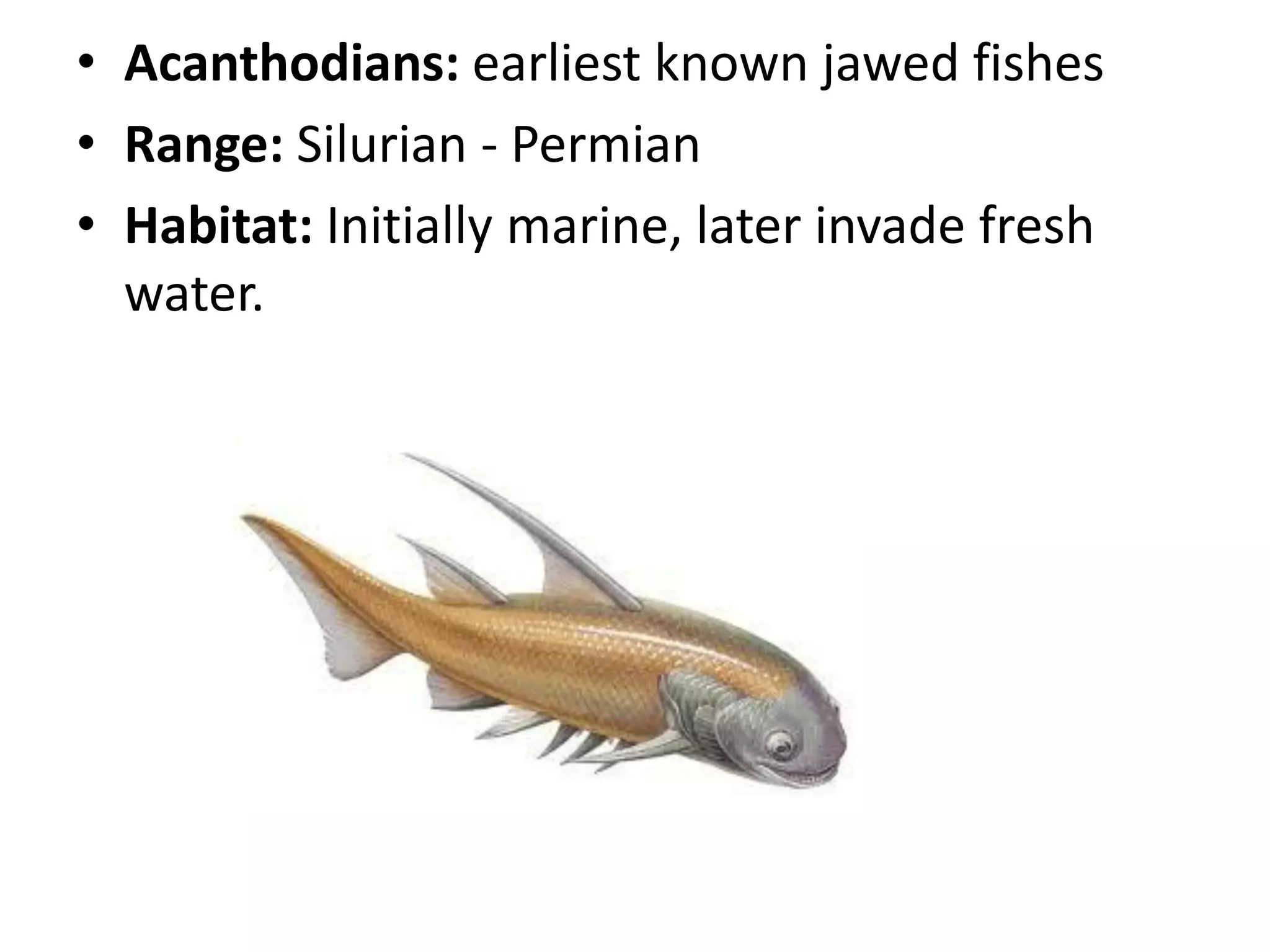 •Acanthodians: earliest known jawed fishes 
•Range: Silurian - Permian 
•Habitat: Initially marine, later invade fresh water.  