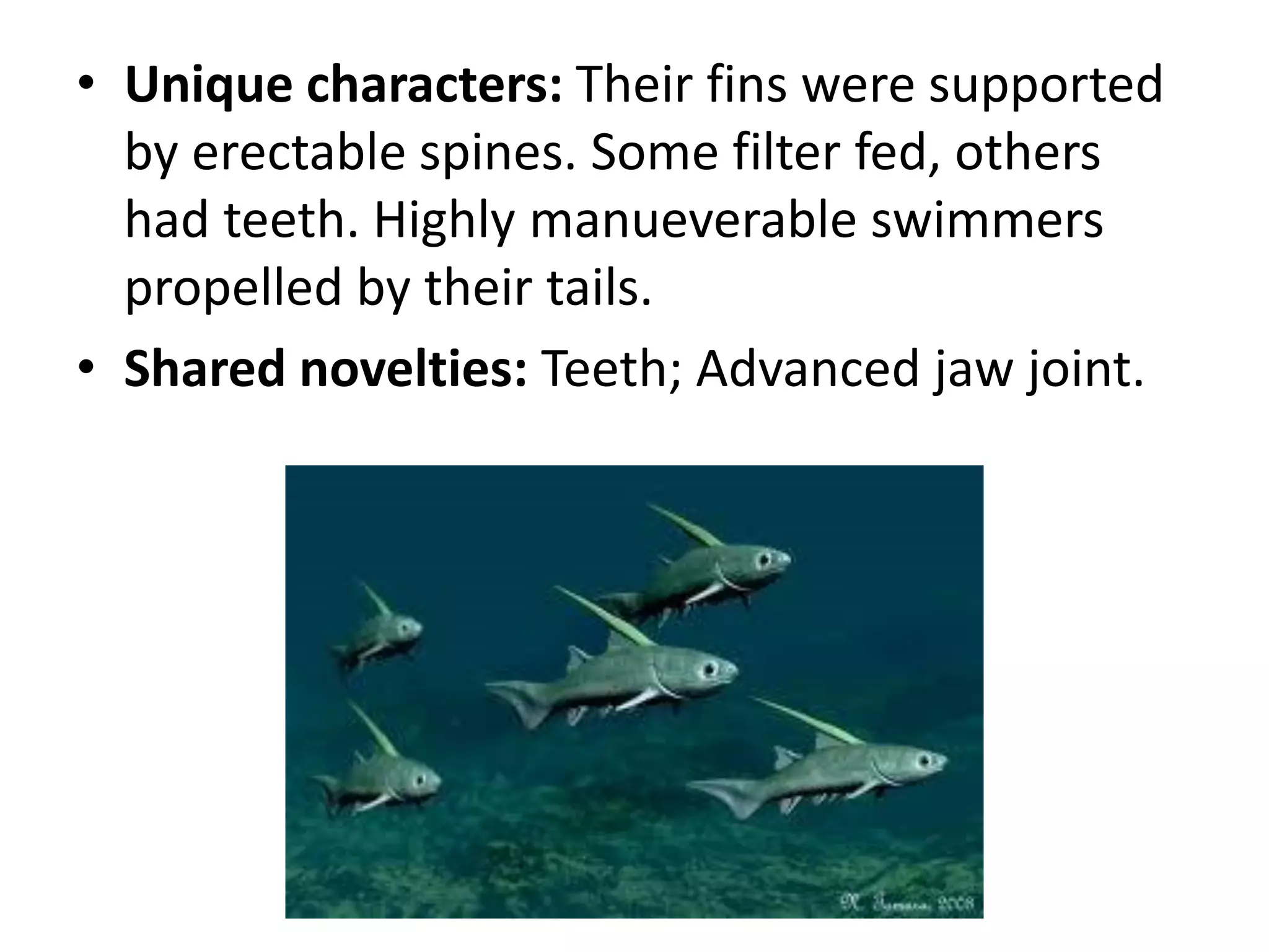 •Unique characters: Their fins were supported by erectable spines. Some filter fed, others had teeth. Highly manueverable swimmers propelled by their tails. 
•Shared novelties: Teeth; Advanced jaw joint. 
 