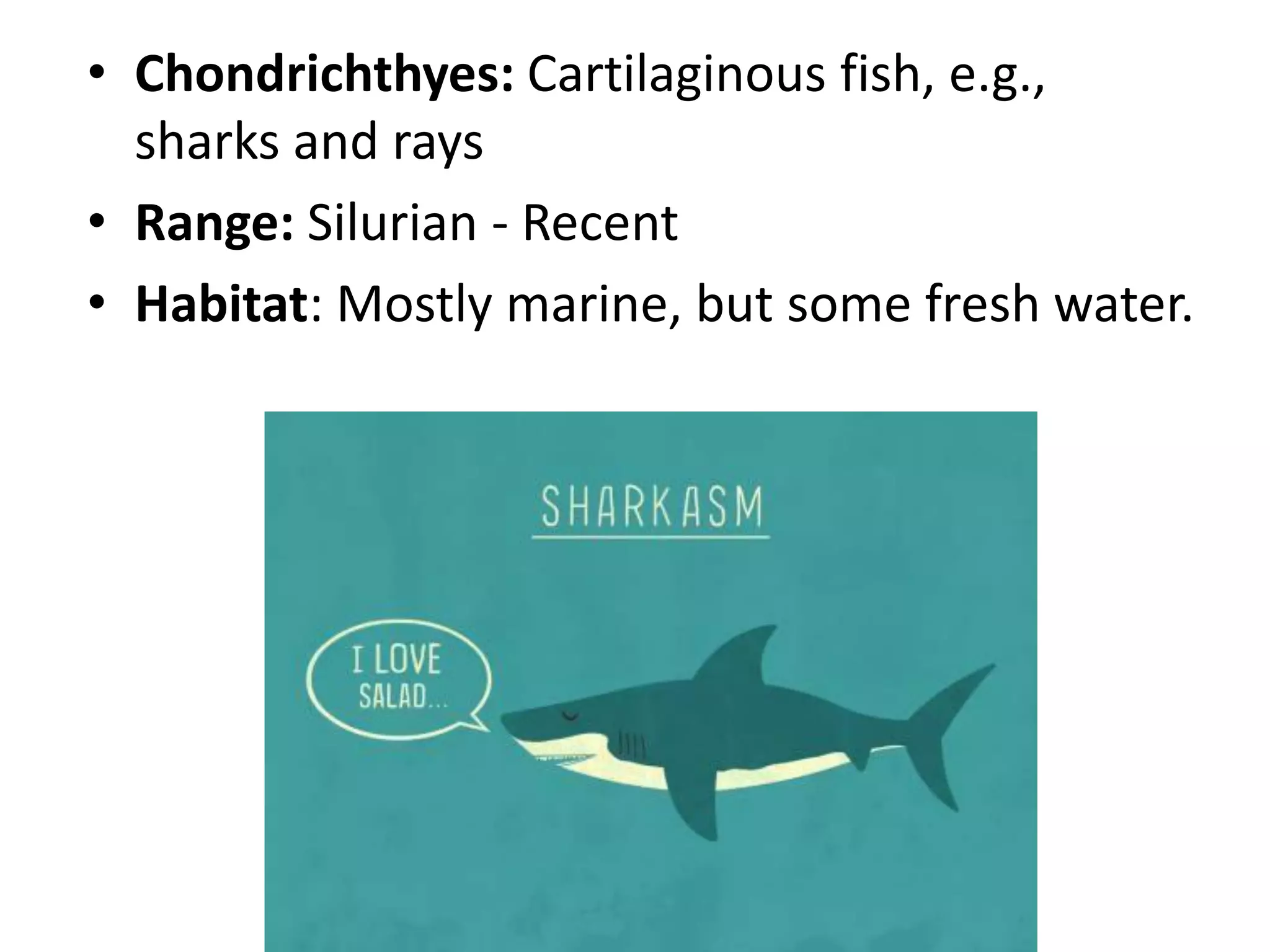 •Chondrichthyes: Cartilaginous fish, e.g., sharks and rays 
•Range: Silurian - Recent 
•Habitat: Mostly marine, but some fresh water.  