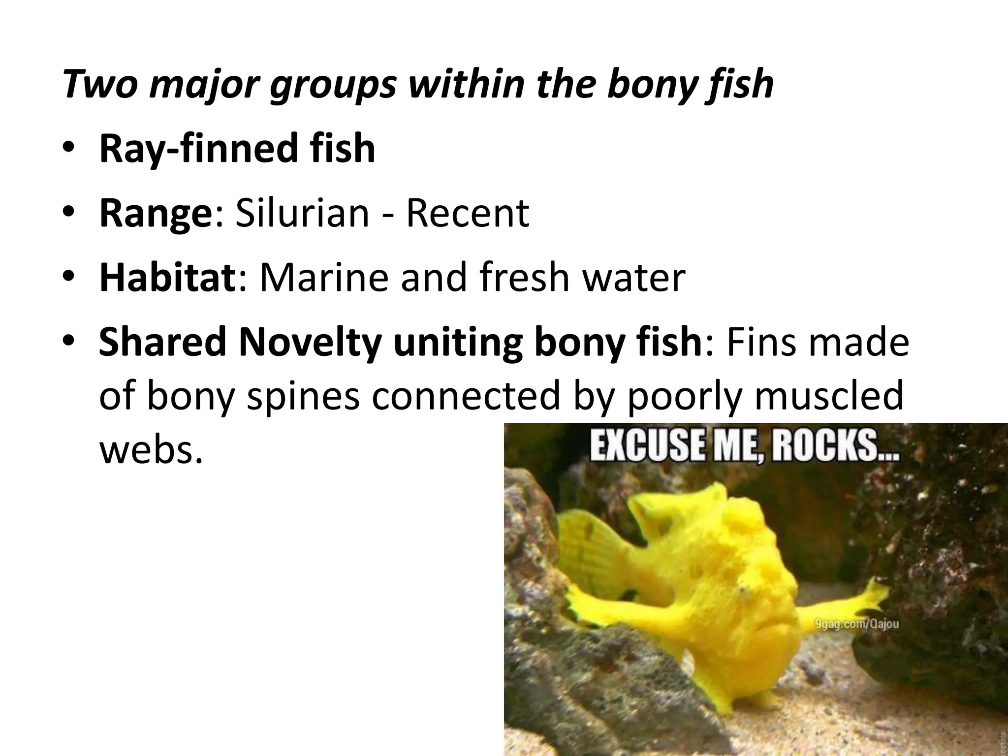 Two major groups within the bony fish 
•Ray-finned fish 
•Range: Silurian - Recent 
•Habitat: Marine and fresh water 
•Shared Novelty uniting bony fish: Fins made of bony spines connected by poorly muscled webs.  