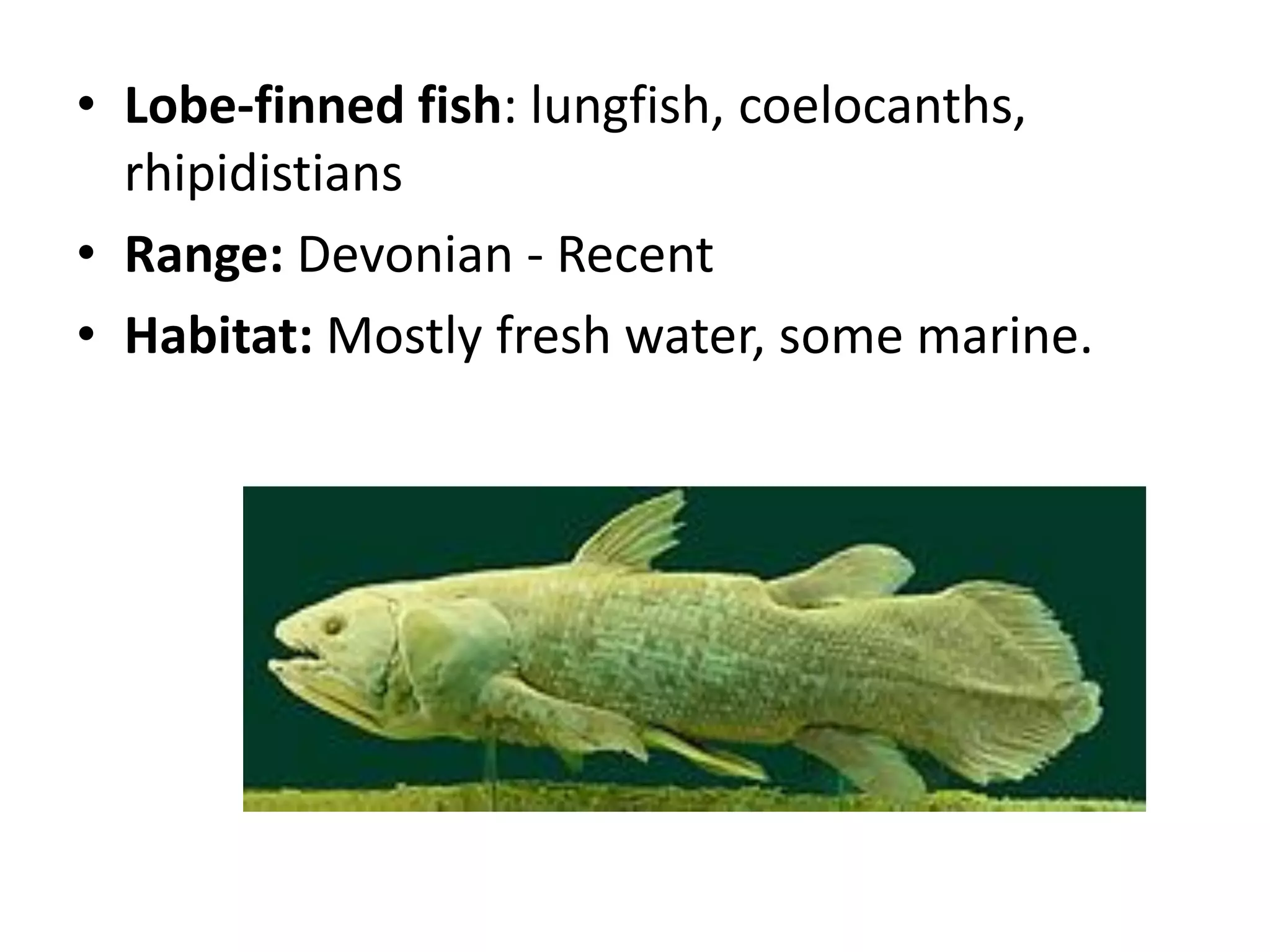 •Lobe-finned fish: lungfish, coelocanths, rhipidistians 
•Range: Devonian - Recent 
•Habitat: Mostly fresh water, some marine.  