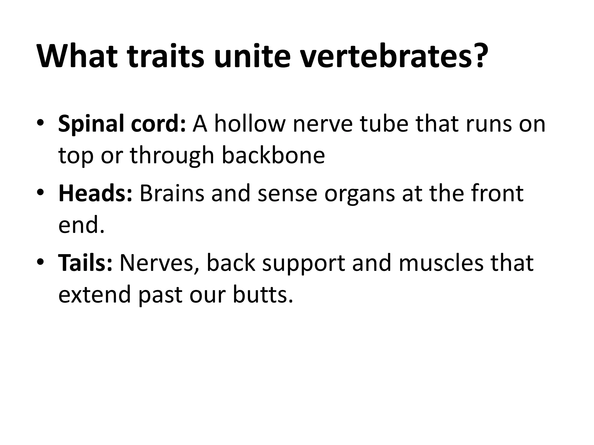 What traits unite vertebrates? 
•Spinal cord: A hollow nerve tube that runs on top or through backbone 
•Heads: Brains and sense organs at the front end. 
•Tails: Nerves, back support and muscles that extend past our butts.  