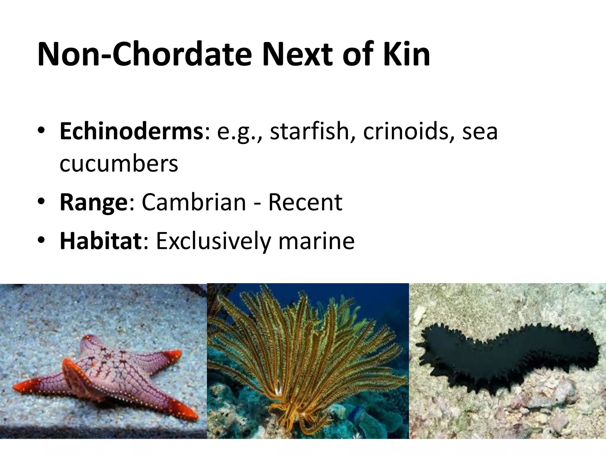 Non-Chordate Next of Kin 
•Echinoderms: e.g., starfish, crinoids, sea cucumbers 
•Range: Cambrian - Recent 
•Habitat: Exclusively marine 
 