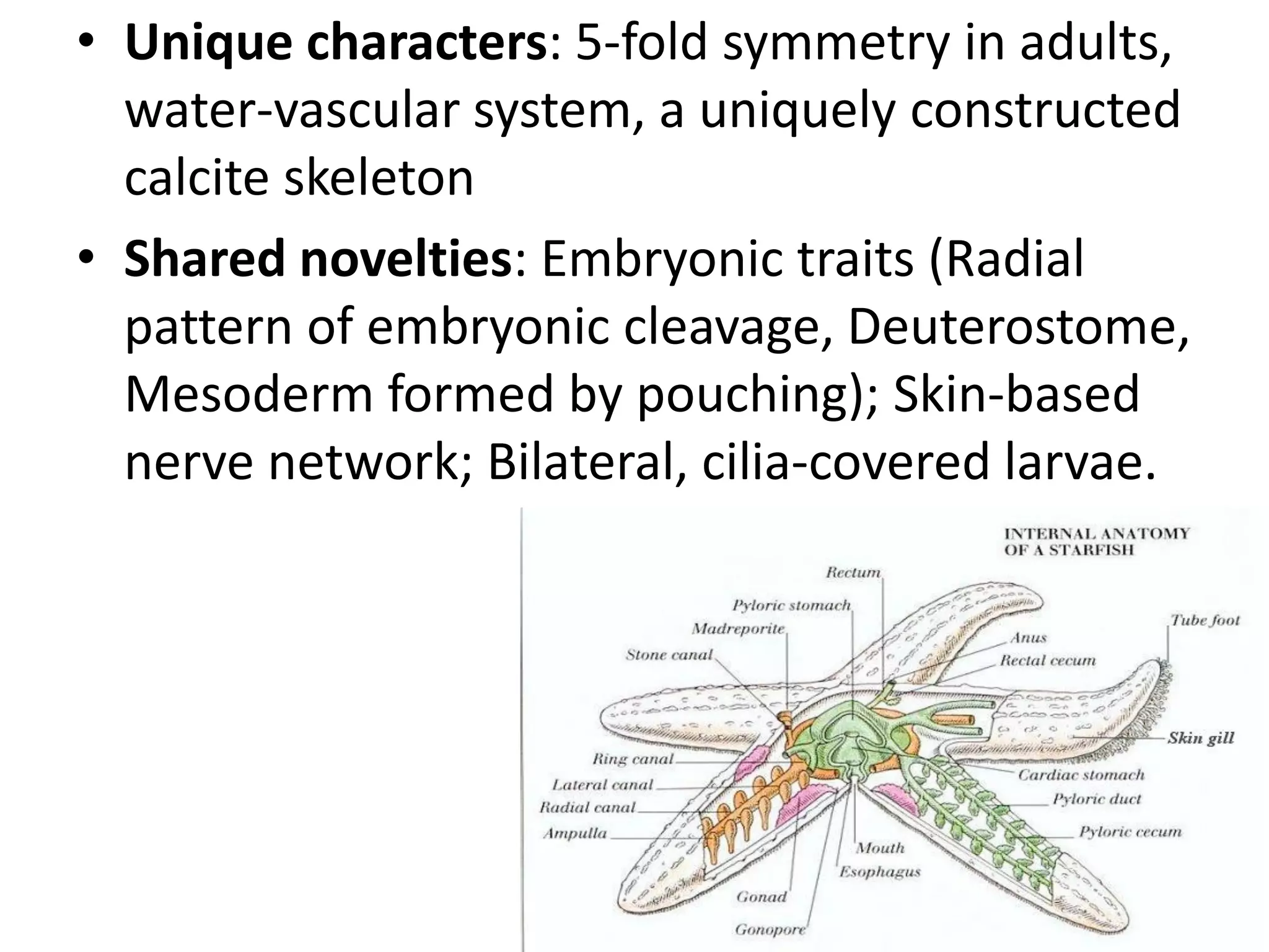 •Unique characters: 5-fold symmetry in adults, water-vascular system, a uniquely constructed calcite skeleton 
•Shared novelties: Embryonic traits (Radial pattern of embryonic cleavage, Deuterostome, Mesoderm formed by pouching); Skin-based nerve network; Bilateral, cilia-covered larvae.  