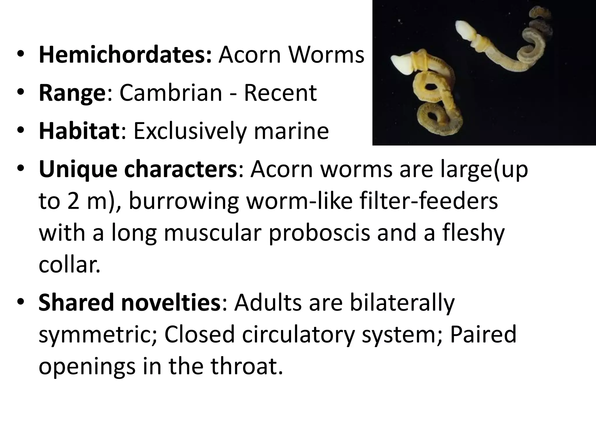 •Hemichordates: Acorn Worms 
•Range: Cambrian - Recent 
•Habitat: Exclusively marine 
•Unique characters: Acorn worms are large(up to 2 m), burrowing worm-like filter-feeders with a long muscular proboscis and a fleshy collar. 
•Shared novelties: Adults are bilaterally symmetric; Closed circulatory system; Paired openings in the throat.  