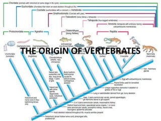 THE ORIGIN OF VERTEBRATES  