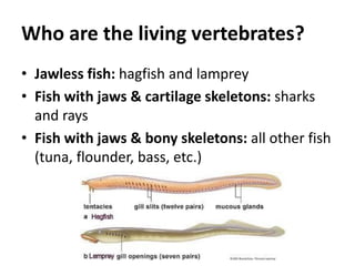 Science Vertebrates Fish The Origin of Vertebrates | PDF