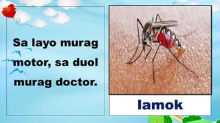 Sa layo murag
motor, sa duol
murag doctor.
lamok
 
