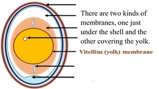 physical structure of eggs.pptx