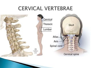 Musculoskeletal Anatomy: Lesson 3. Neck.pptx