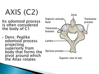 Musculoskeletal Anatomy: Lesson 3. Neck.pptx
