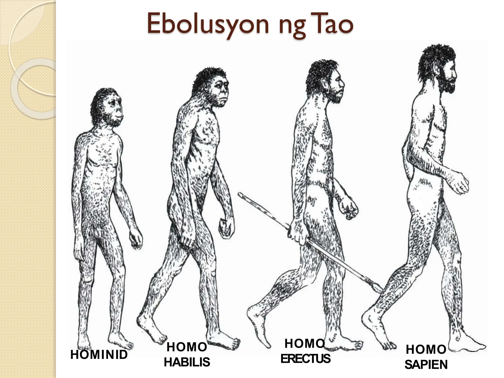 HOMINID
HOMO
HABILIS
HOMO
ERECTUS
HOMO
SAPIEN
Ebolusyon ngTao
 