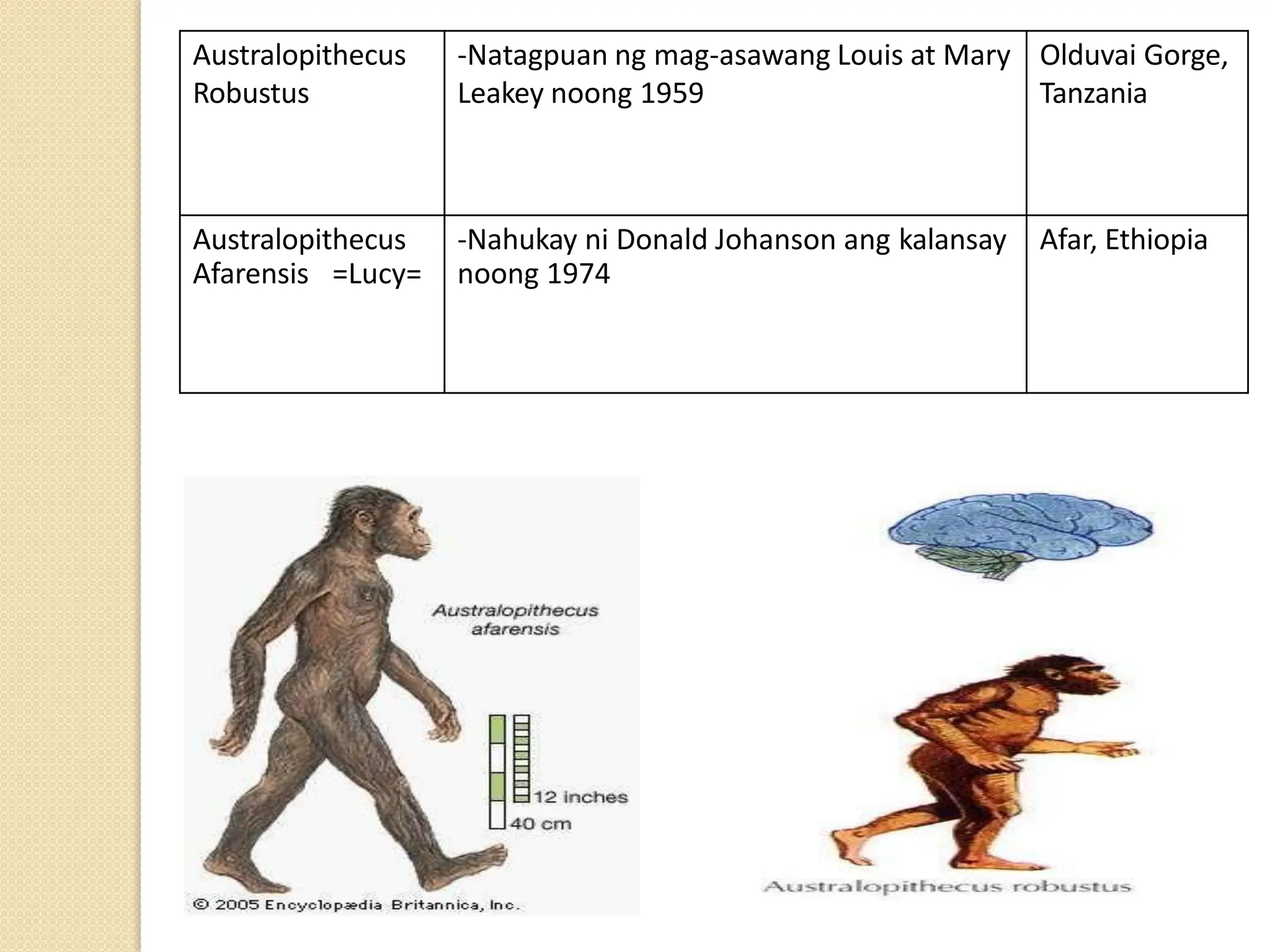 Australopithecus
Robustus
-Natagpuan ng mag-asawang Louis at Mary
Leakey noong 1959
Olduvai Gorge,
Tanzania
Australopithecus -Nahukay ni Donald Johanson ang kalansay Afar, Ethiopia
Afarensis =Lucy= noong 1974
 