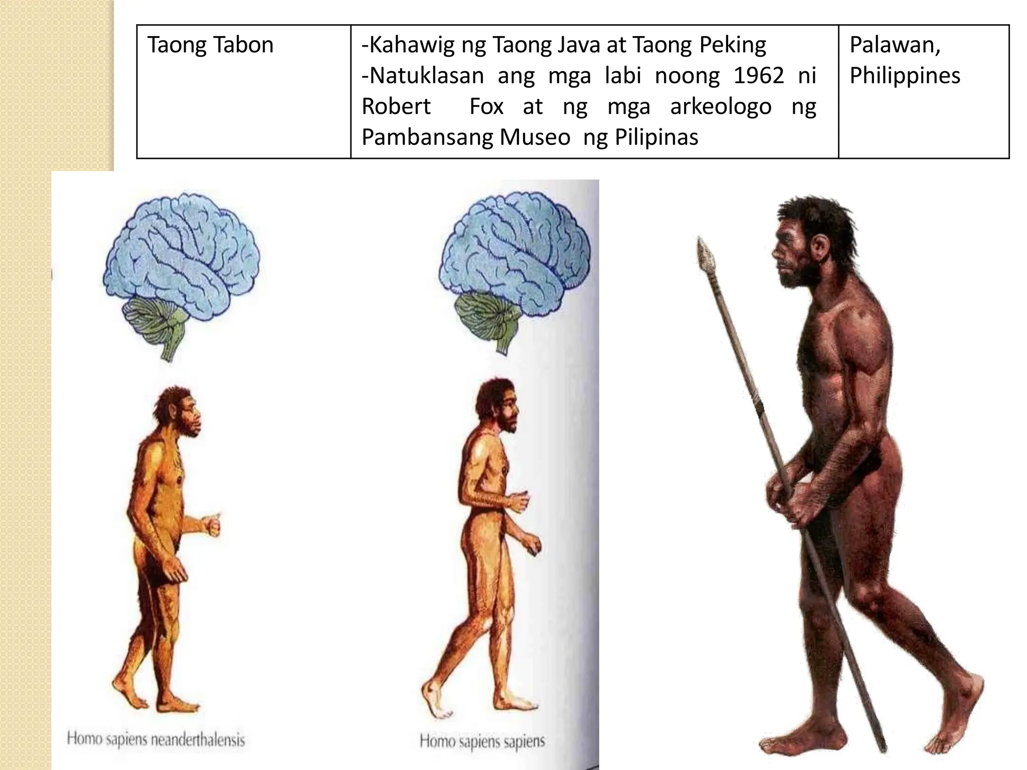 Taong Tabon -Kahawig ng Taong Java at Taong Peking
-Natuklasan ang mga labi noong 1962 ni
Robert Fox at ng mga arkeologo ng
Pambansang Museo ng Pilipinas
Palawan,
Philippines
 