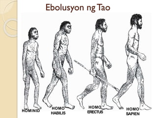 HOMINID
HOMO
HABILIS
HOMO
ERECTUS
HOMO
SAPIEN
Ebolusyon ngTao
 