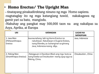 • Homo Erectus/ The Upright Man
– tinatayang pinakadirektang ninuno ng mga Homo sapiens.
-nagtataglay ito ng mga katangiang tuwid, nakakagawa ng
gamit yari sa bato, mangisda.
-Nabuhay ang pangkat may 500,000 taon na ang nakalipas sa
Asya, Aprika, at Europa
URI KATANGIAN LUGAR NA
NATAGPUAN
1. Java Man
(Pithecanthropus
Erectus
kaunaunahang labí ng Homo Erectus na
natuklasan. Natuklasan ni Eugene Dubois,
isang Olandes,sa buhanginan sa gitnang
Java, Indonesia noong 1891.
Java, Indonesia
2. Peking Man
(Sinanthropus Erectus)
-Natagpuan ni Davidson Black ang mga buto sa
isang kweba sa Choukoutien noong 1919-1937 sa
Peking, China.
Choukoutien , China
 