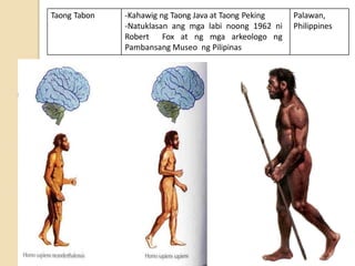 Taong Tabon -Kahawig ng Taong Java at Taong Peking
-Natuklasan ang mga labi noong 1962 ni
Robert Fox at ng mga arkeologo ng
Pambansang Museo ng Pilipinas
Palawan,
Philippines
 