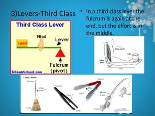 3)Levers-Third Class • In a third class lever the
fulcrum is again at the
end, but the effort is in
the middle.
 