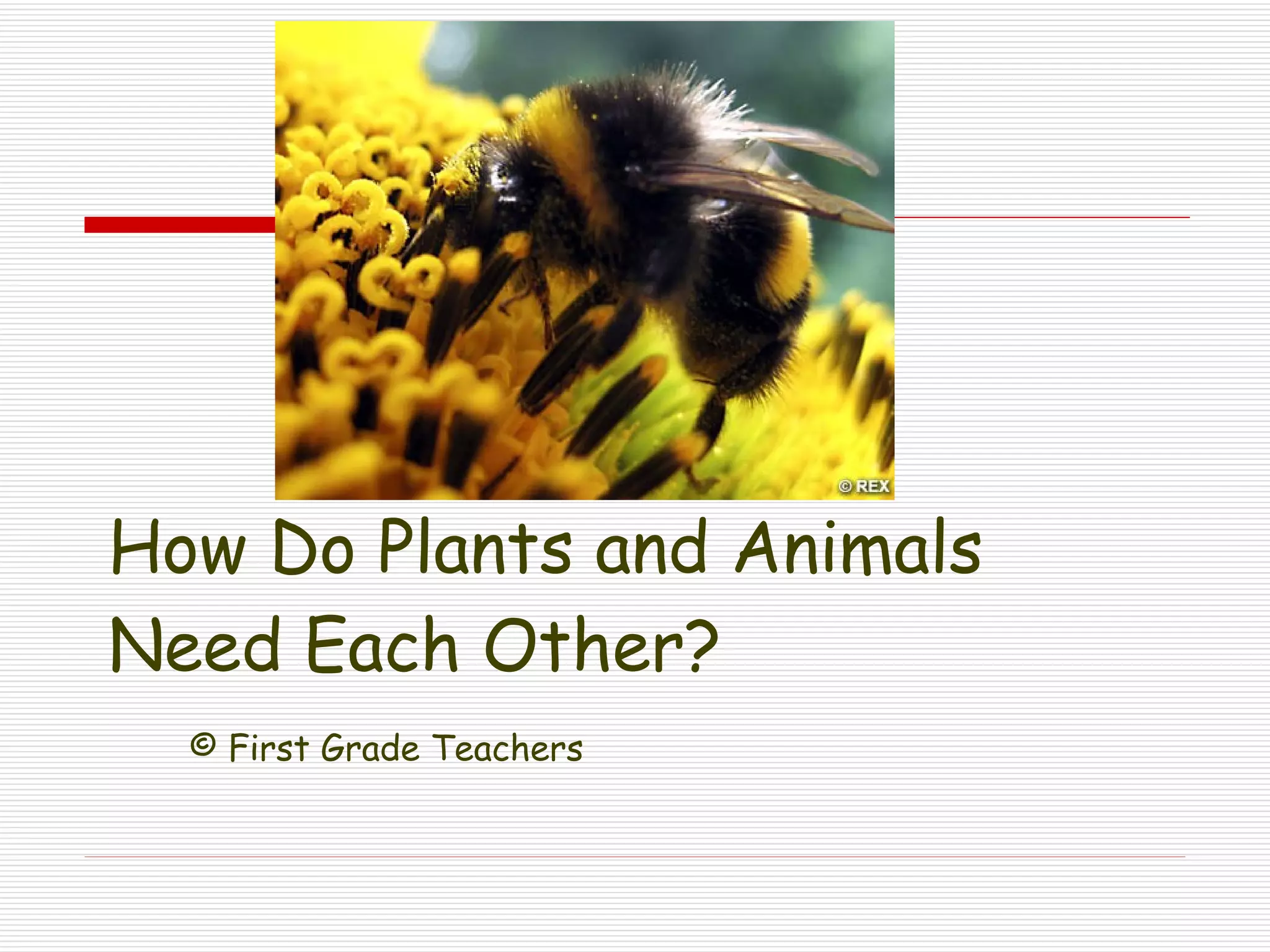 How Do Plants and Animals Need Each Other? © First Grade Teachers