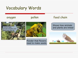 Vocabulary Words oxygen pollen food chain A kind of gas, animals breathe and plants put into air. Powder that flowers need to make seeds. Shows how animals and plants are linked