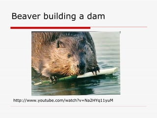 Beaver building a dam http://www.youtube.com/watch?v=Na2HYq11yuM