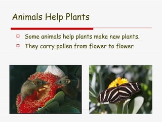 Animals Help Plants Some animals help plants make new plants. They carry pollen from flower to flower