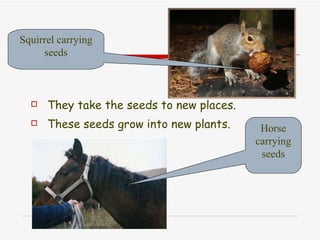 They take the seeds to new places. These seeds grow into new plants. Horse carrying seeds Squirrel carrying seeds