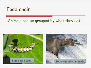 Food chain Animals can be grouped by what they eat. Some eat plants. Some eat other animals.