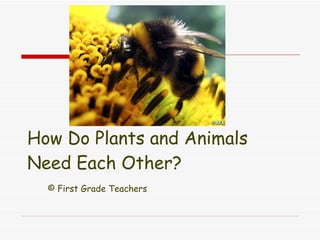 How Do Plants and Animals Need Each Other? © First Grade Teachers 