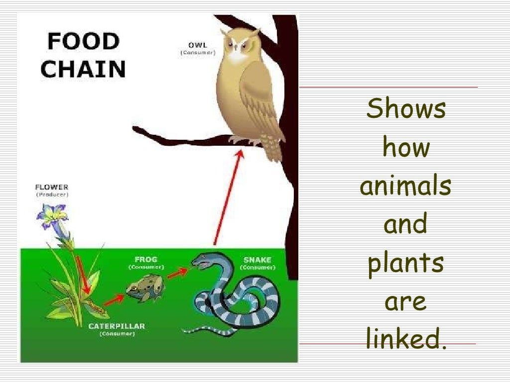 Lesson 3.3 How do plants and animals need each other?