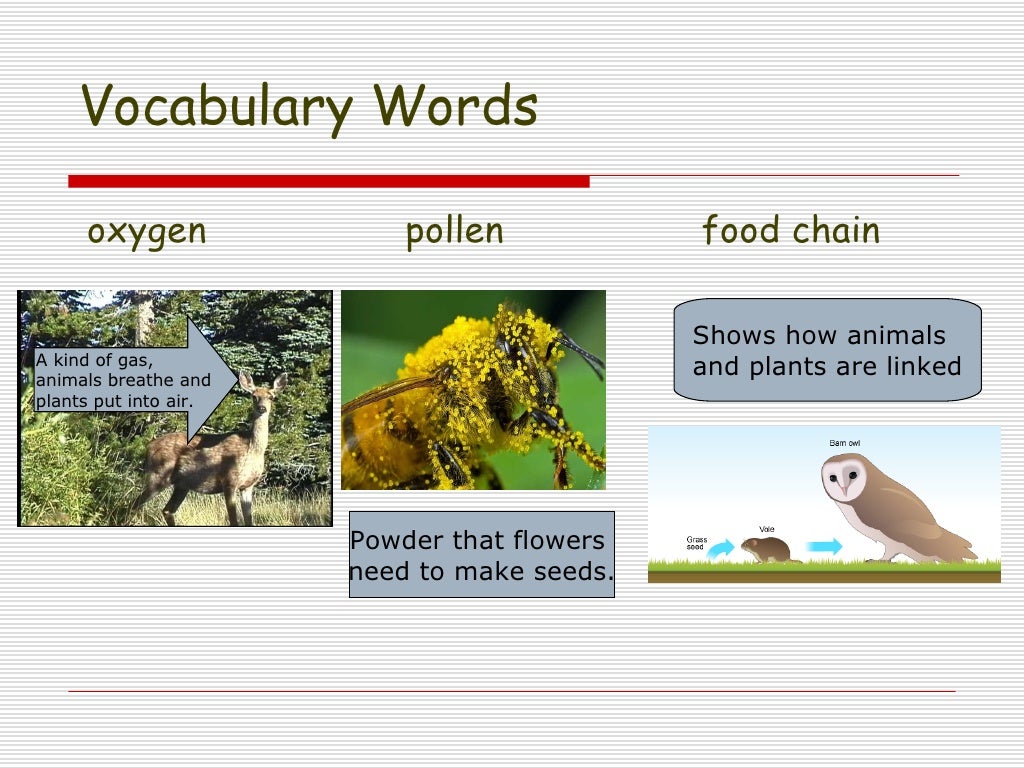 Lesson 3.3 How do plants and animals need each other?